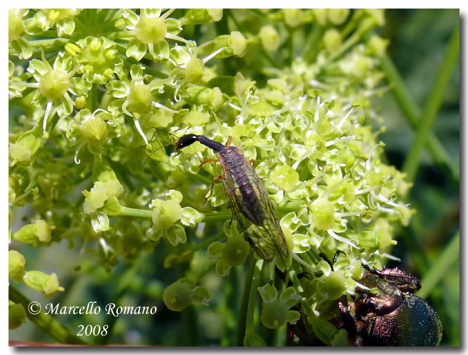 Dichrostigma flavipes (Raphidiidae) dal Montenegro